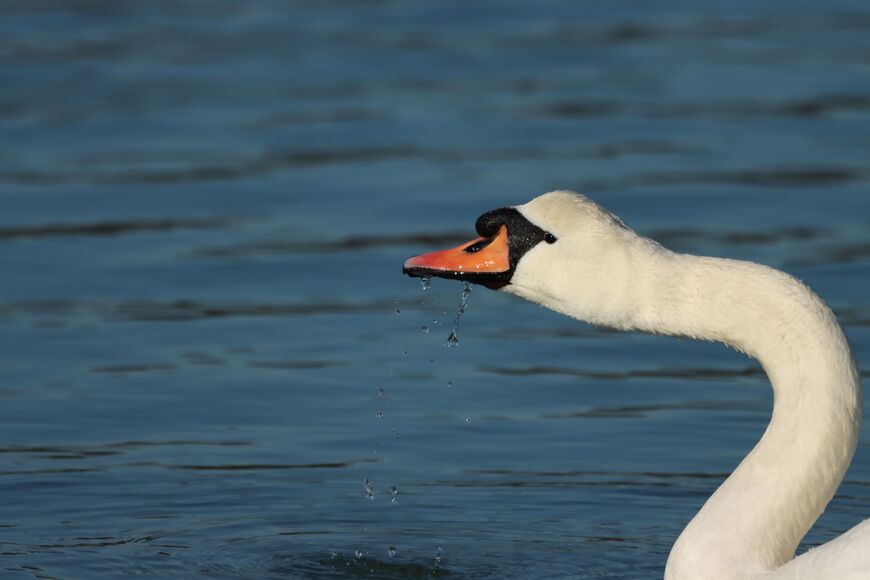 Foto: Natura Histrica