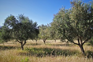 U maslinicima i vinogradima Novigrada senzorima se bore protiv štetnika