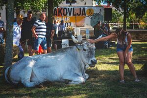 Bira se najteži, najljepši i najposlušniji boškarin 