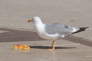 Pulski galebovi dobro žive