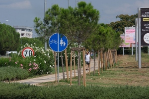 Na pulskoj zaobilaznici zasadili stabla, Grad tek nakon sadnje shvatio da su niža od zahtijevanog