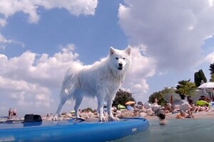 Jedna pulska plaža raj je za pse. Tu imaju svoj bar i svoje pivo