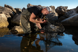 National Geographic objavio reportažu o invaziji plavog raka u Sredozemlju