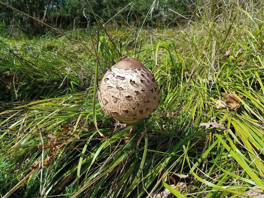 Sunčanica sa Žminjštine (Snimio: B. Žižović)