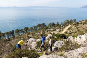 Valamar će ove godine posaditi novih 10.000 stabala