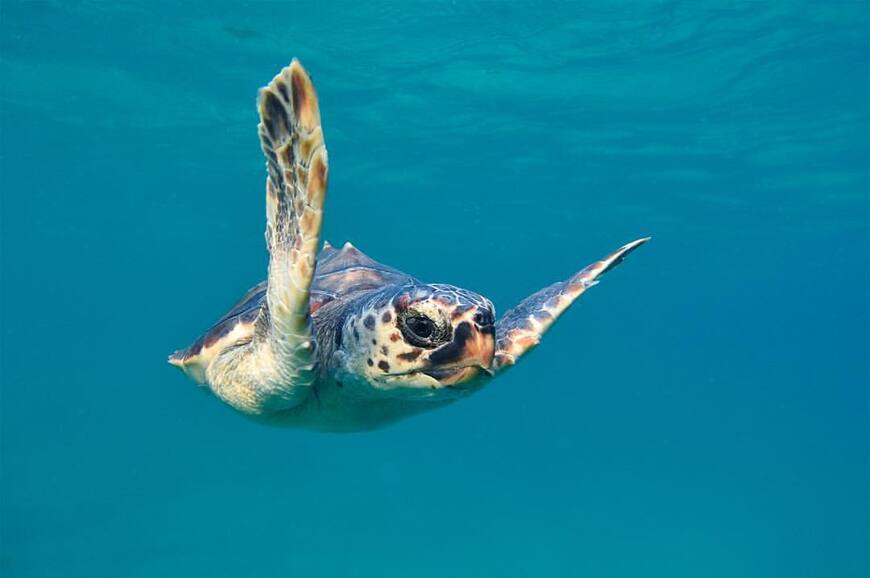 Jedna od spašenih kornjača (Foto: Aquarium Pula)