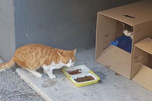 Određene lokacije u Puli na kojima će se moći hraniti mačke