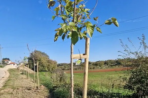 Deset sadnica duda posađeno na ulazu u Novu Vas, a deset u centru Brtonigle