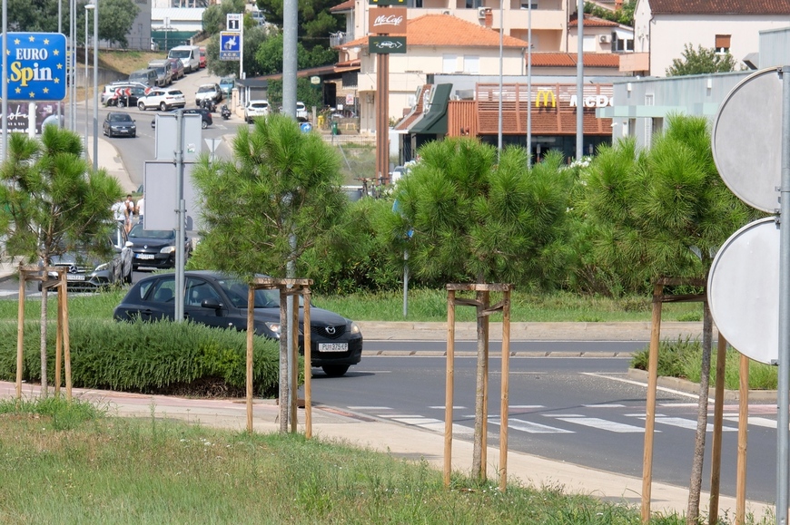 Sadnja na pulskoj zaobilaznici