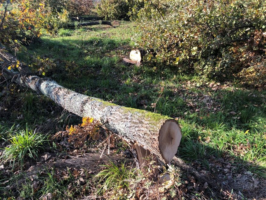 Posječeni stabla na području Valture (Foto: Čitatelj)