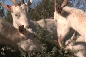 Jelke se nakon božićnih blagdana u Istri ne uništavaju, već postaju desert