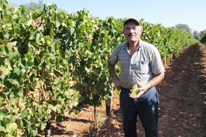 Vinar Romeo Licul: Ova je godina izuzetno dobra za vino (video)