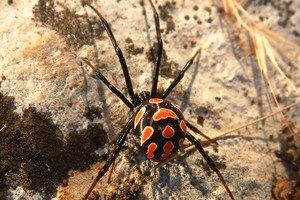 Crne udovice na Ininoj benzinskoj kraj Pule