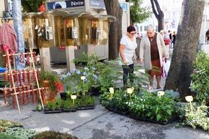 Posjetite sajam cvijeća na pulskim Giardinima i kupite marakuju, mentu s okusom jagode, afričku mimozu...