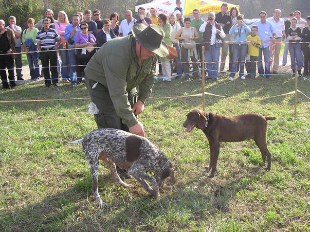 Pokazno traženje tartufa u Livadama