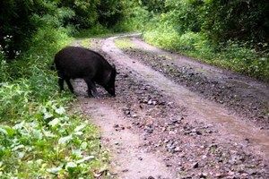 Buzećan udario kamionom u vepra i ukrcao ga u prtljažnik