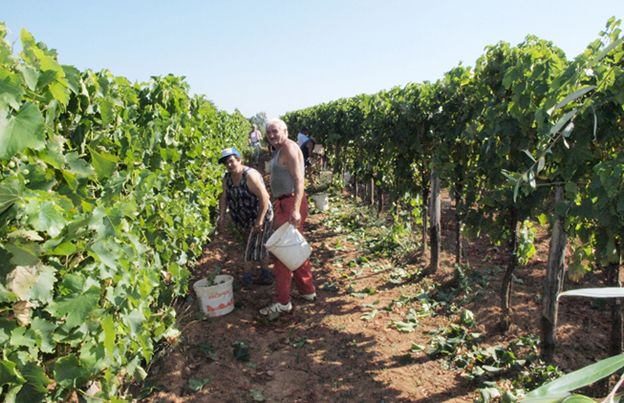 Berba u vinogradu Romea Licula iz Nedešćine.