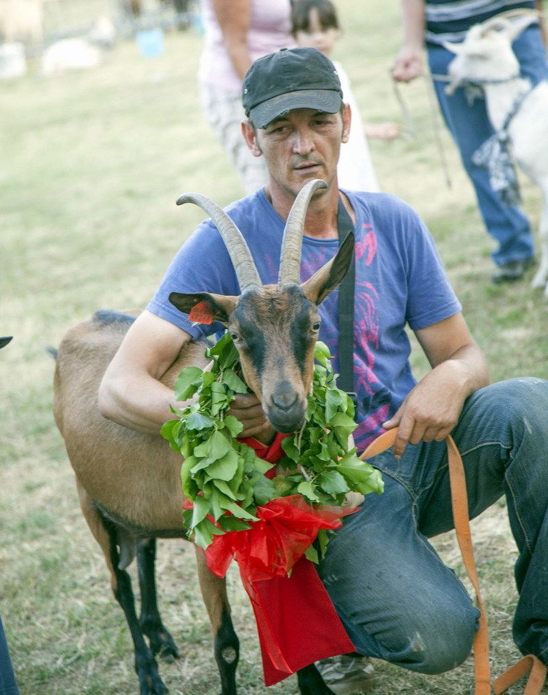 Miss koza Festivala sira u Svetvinčentu