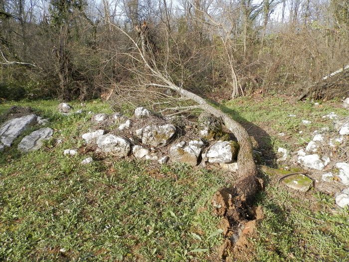 Pijavica je čupala stabla s korijenjem